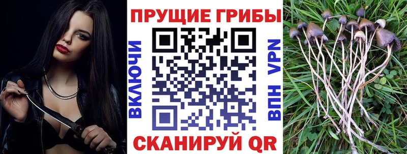 Псилоцибиновые грибы Psilocybe  Чердынь 